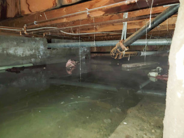 Best Local water damage restoration  in Greenbriar, FL